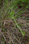 Annual trampweed